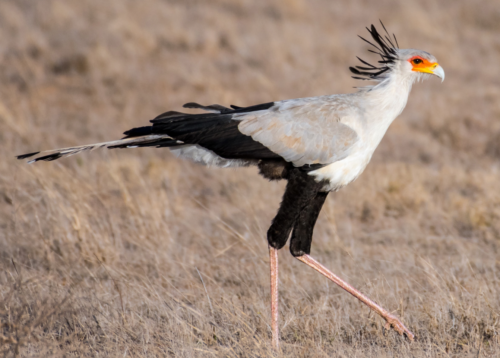 Secretary Bird